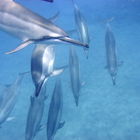 Dolphins_083.jpg