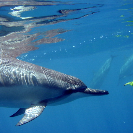 Dolphins_087.jpg