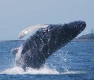 t02200188_0289024712805342863.jpgのサムネール画像